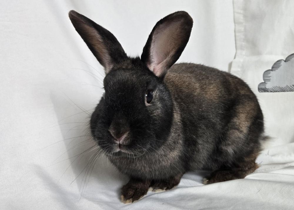 Enlarge Blue, a Adoptable mixed breed in Westford, MA image 2/6