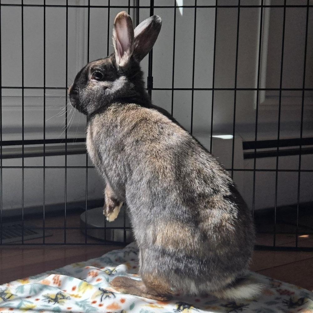 Enlarge Blue, a Adoptable mixed breed in Westford, MA image 6/6