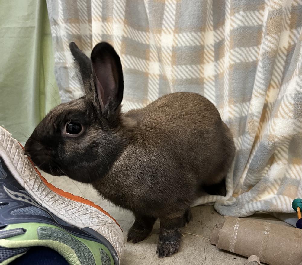 Enlarge Blue, a Adoptable mixed breed in Westford, MA image 6/6