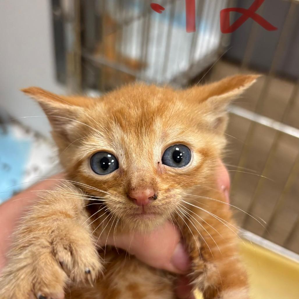Asphalt, Adoptable, Kitten Male Domestic Short Hair.