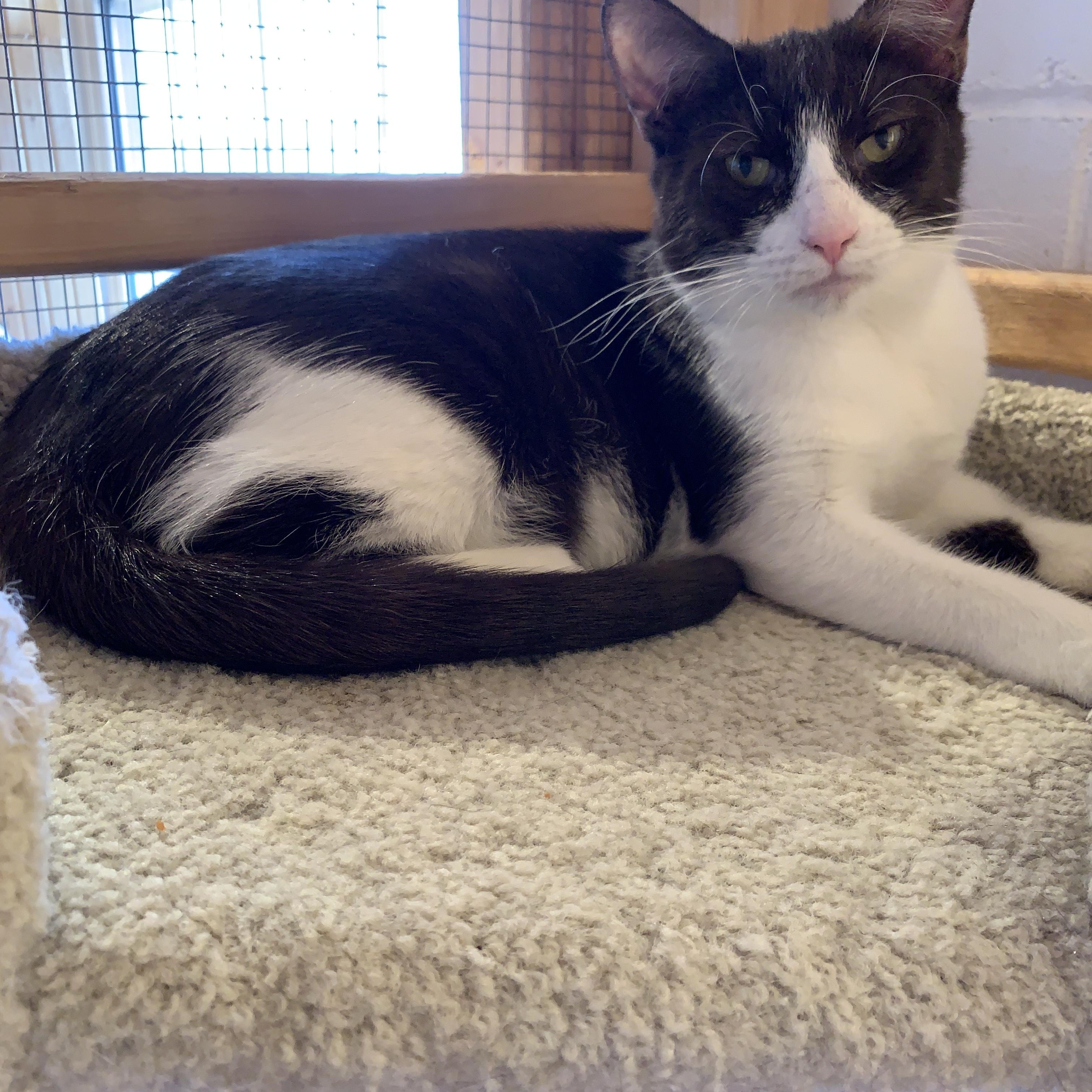 Wonka, a ADOPTABLE Domestic Short Hair in Saint Charles, MO image 1/2