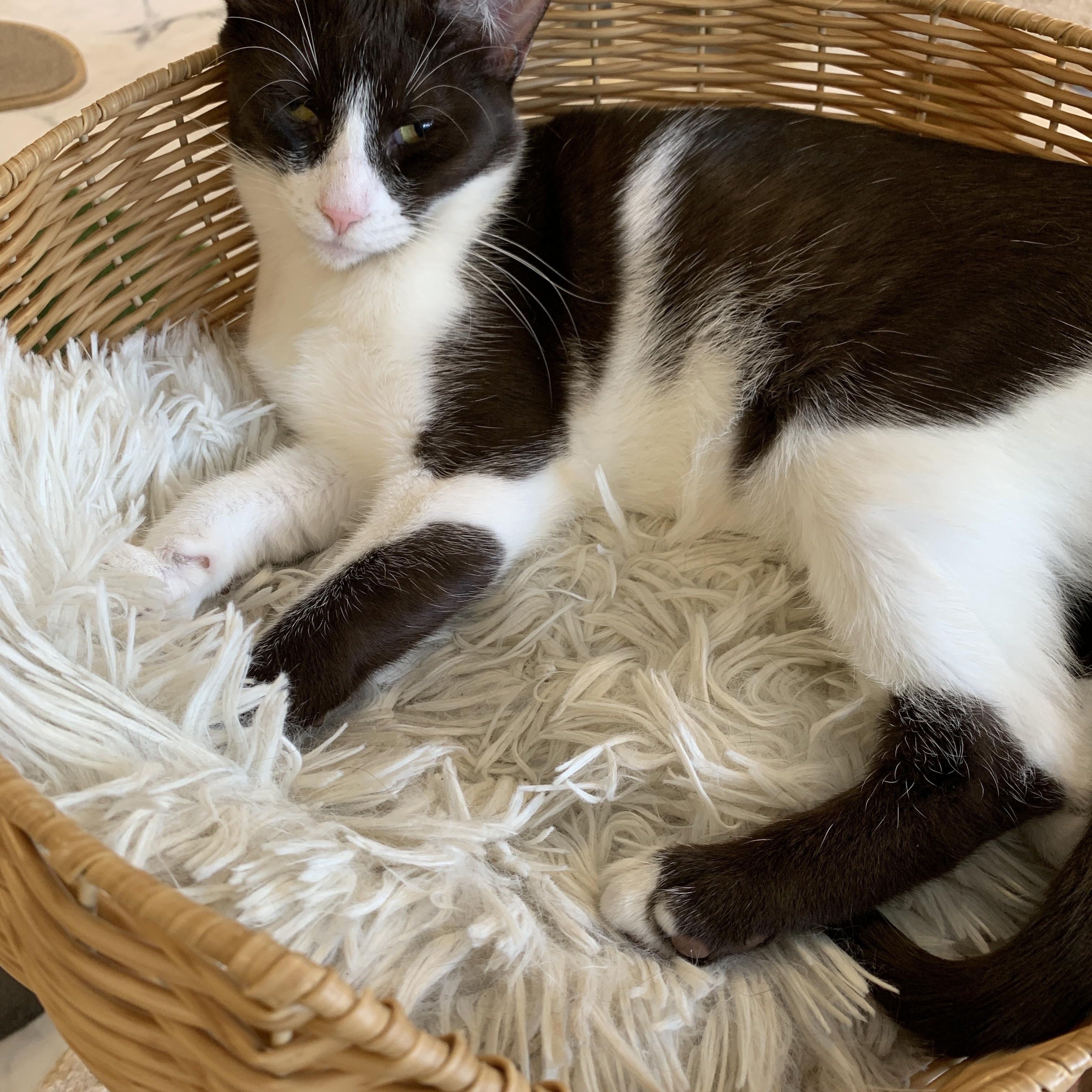 Wonka, a ADOPTABLE Domestic Short Hair in Saint Charles, MO image 2/2