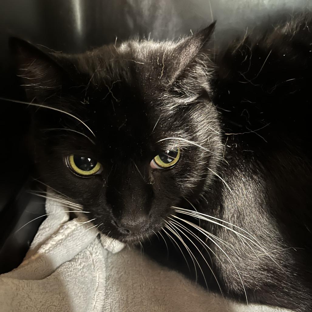 Vegeta, Adoptable, Adult Male Domestic Short Hair & Mixed Breed.