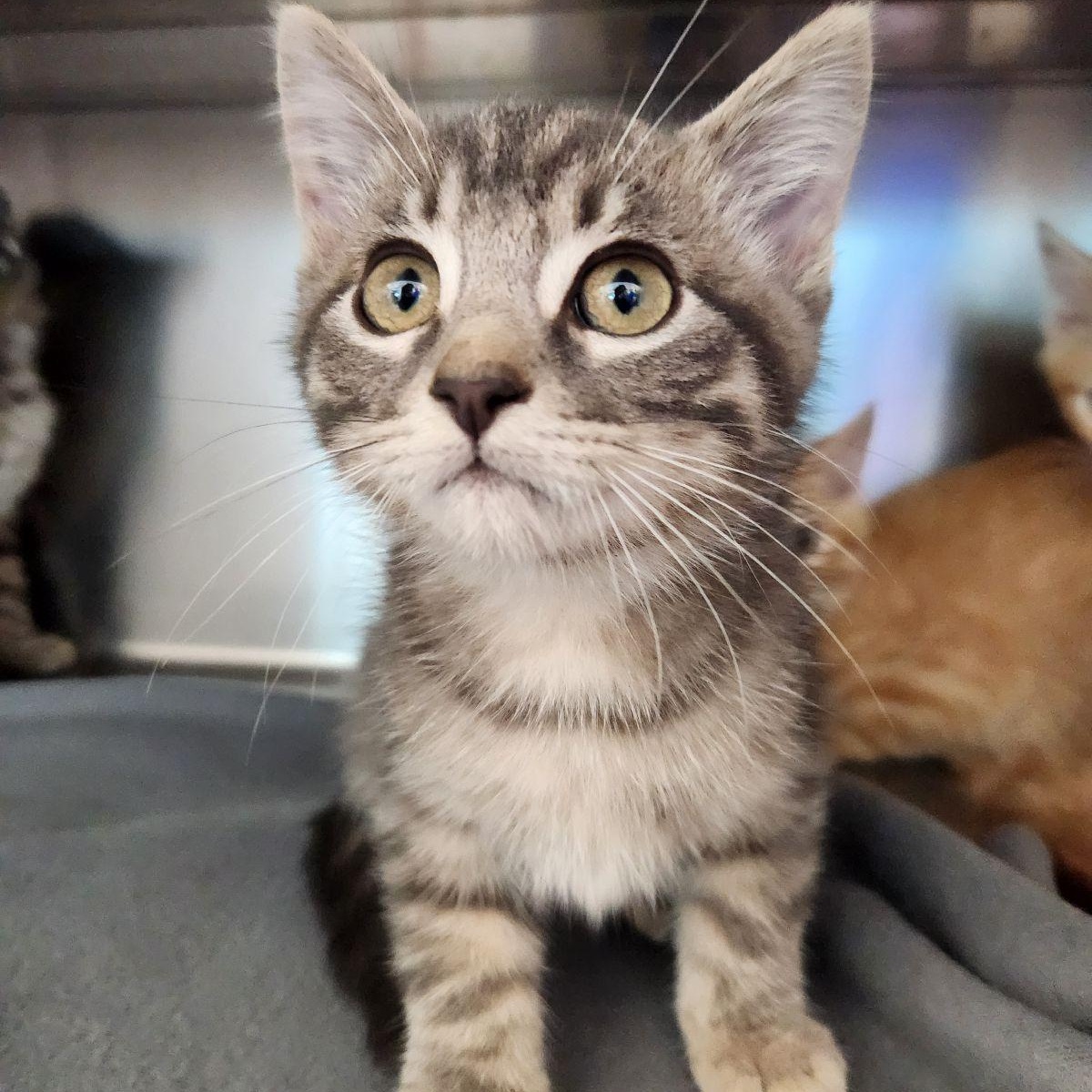 Enlarge Tommy, a Adoptable Domestic Short Hair in Liberty, MO image 2/4