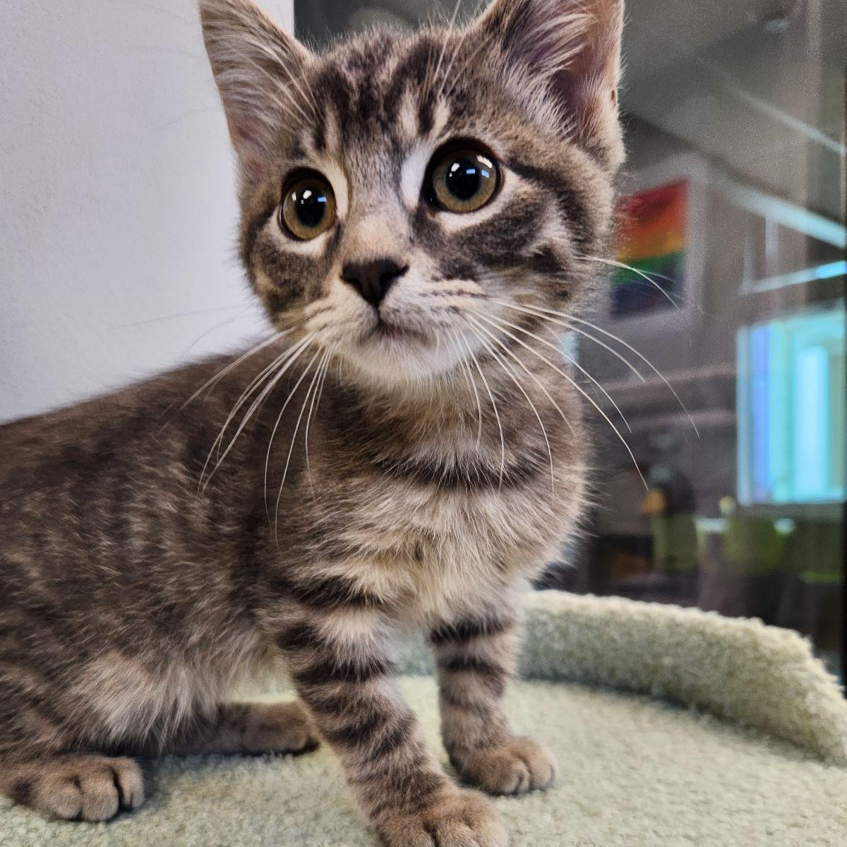 Enlarge Tommy, a Adoptable Domestic Short Hair in Liberty, MO image 1/4