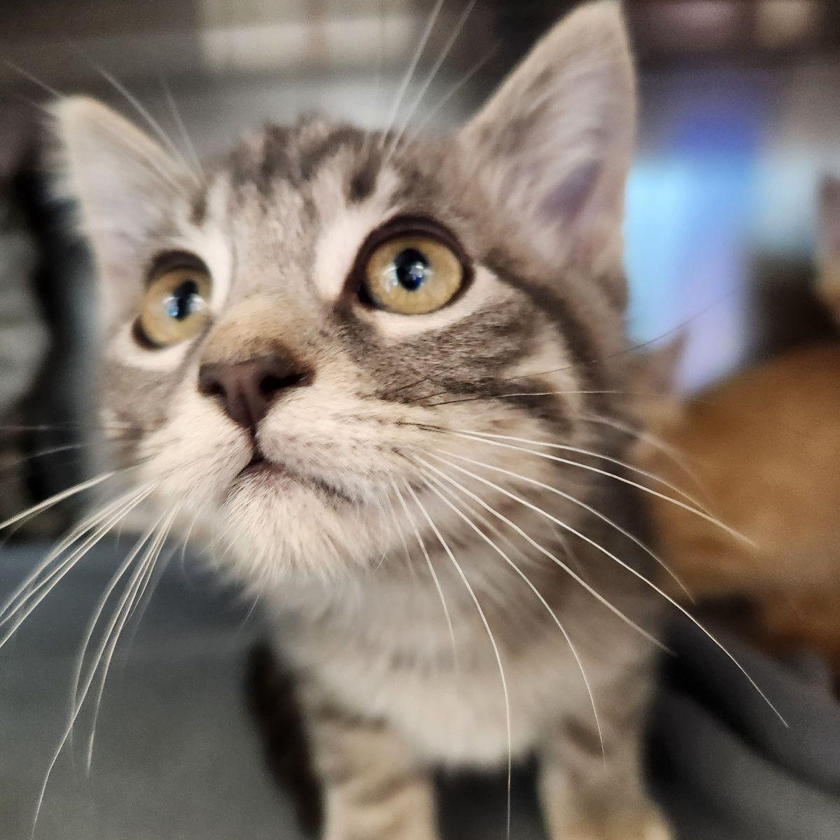 Enlarge Tommy, a Adoptable Domestic Short Hair in Liberty, MO image 3/4