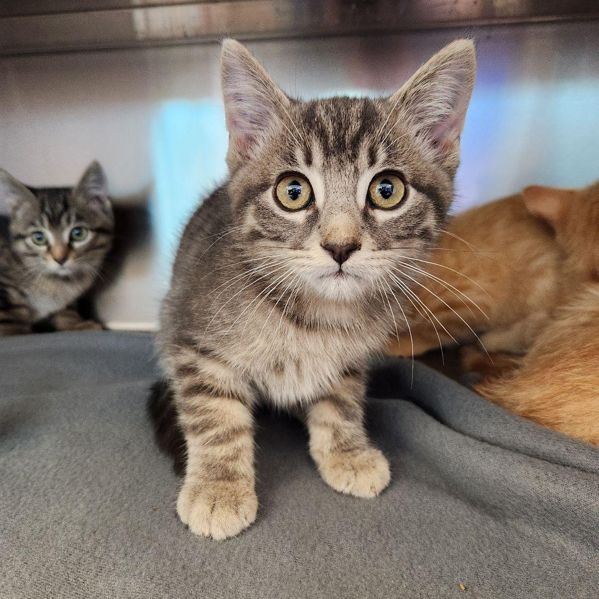 Enlarge Tommy, a Adoptable Domestic Short Hair in Liberty, MO image 4/4