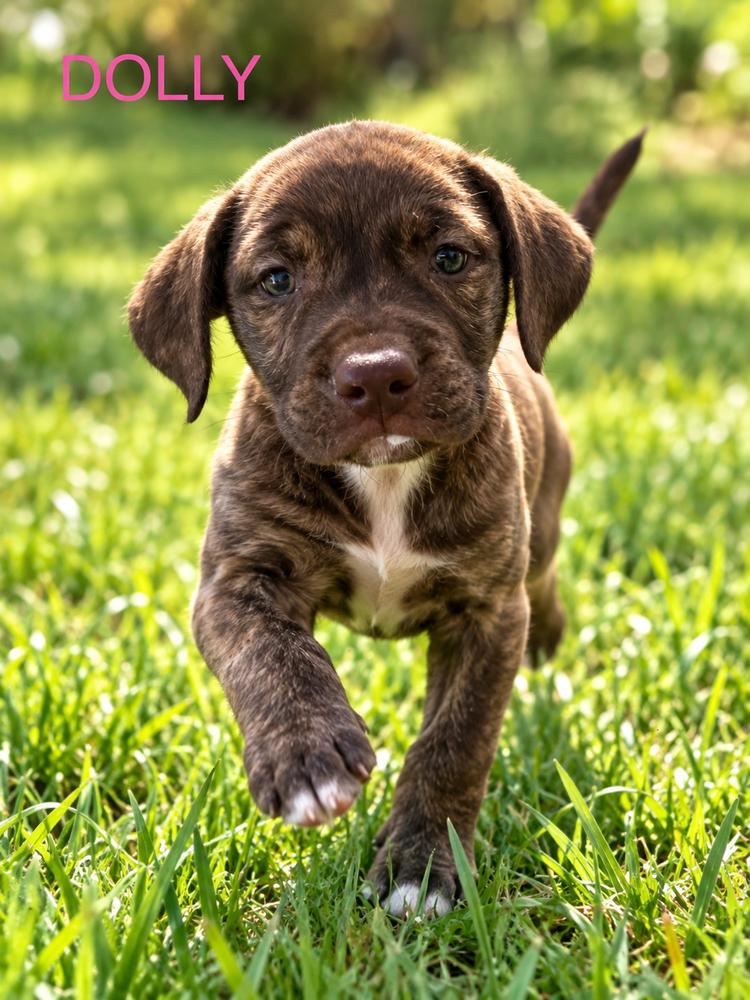 Enlarge Dolly, a Adoptable Pit Bull Terrier in Jefferson Hills, PA image 1/1