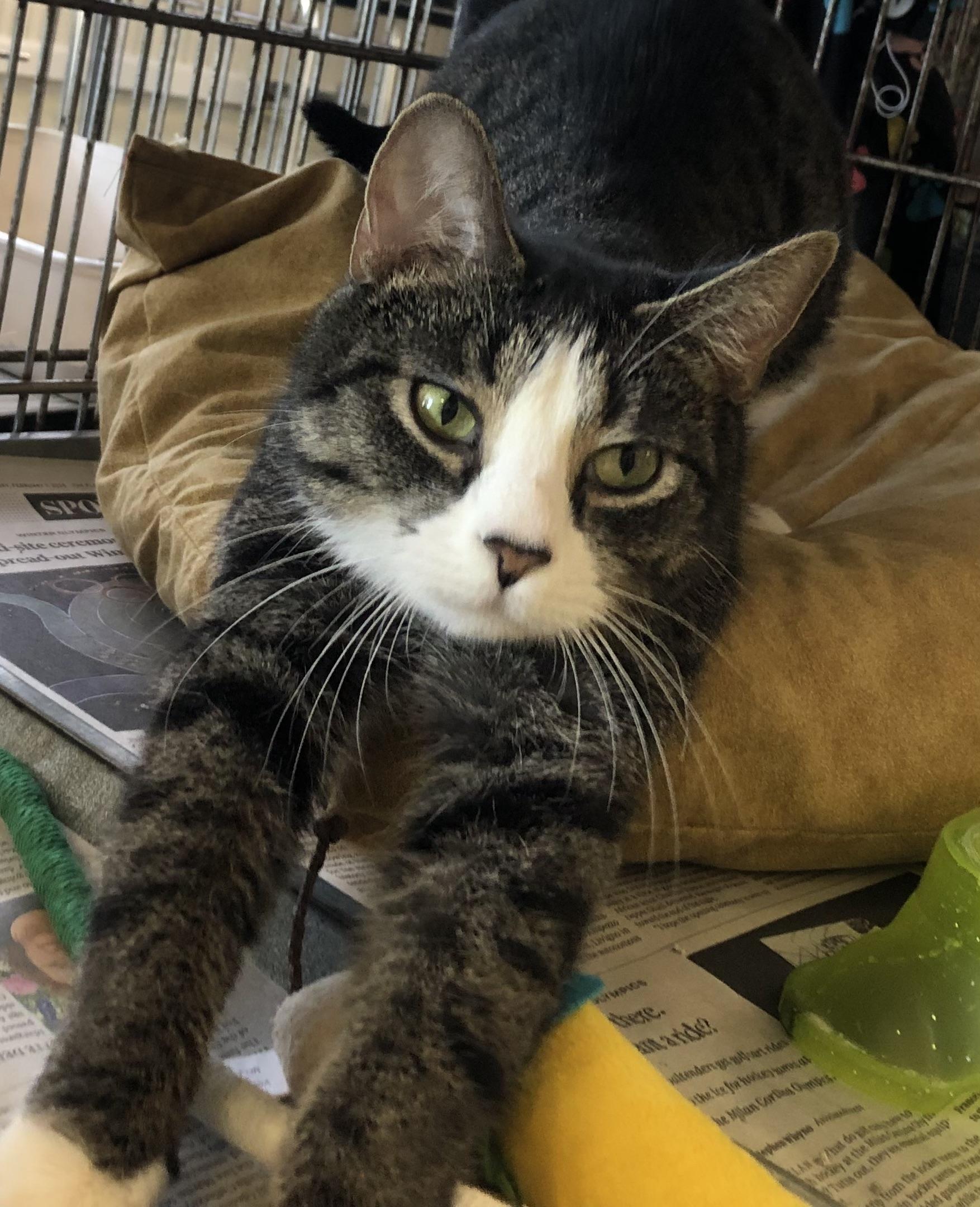 Enlarge Sweetie pie, an adopted Domestic Short Hair in Parma, OH image 1/1