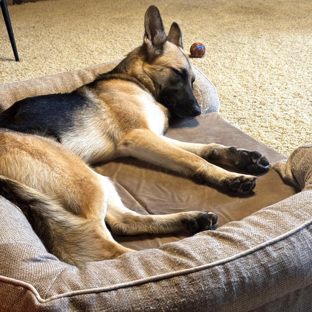 Jive, Adoptable, Adult Female German Shepherd Dog.