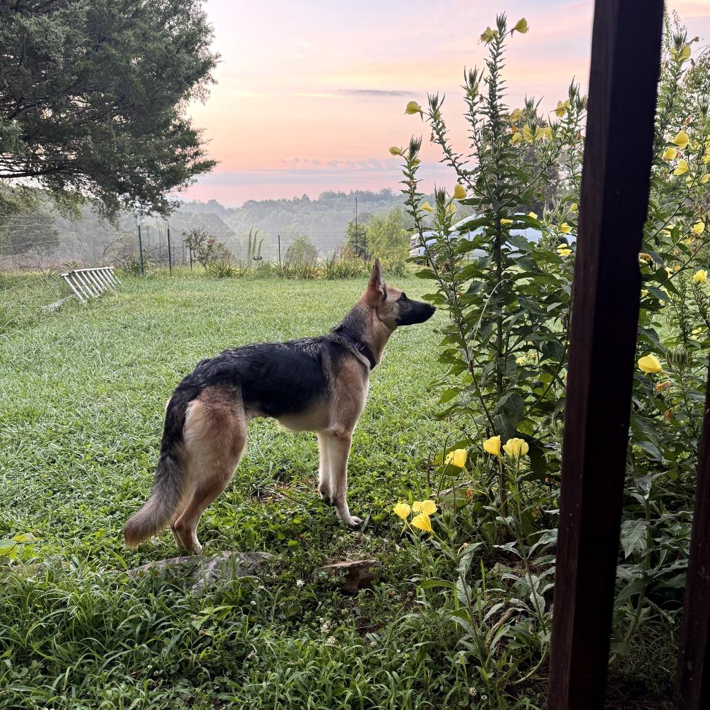 Enlarge Jive, a Adoptable German Shepherd Dog in Rossville, GA image 2/3