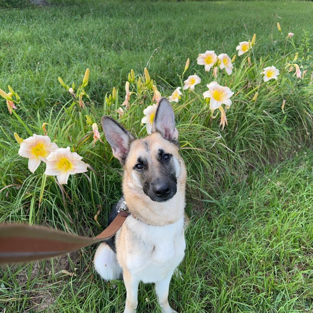 Enlarge Jive, a Adoptable German Shepherd Dog in Rossville, GA image 3/3