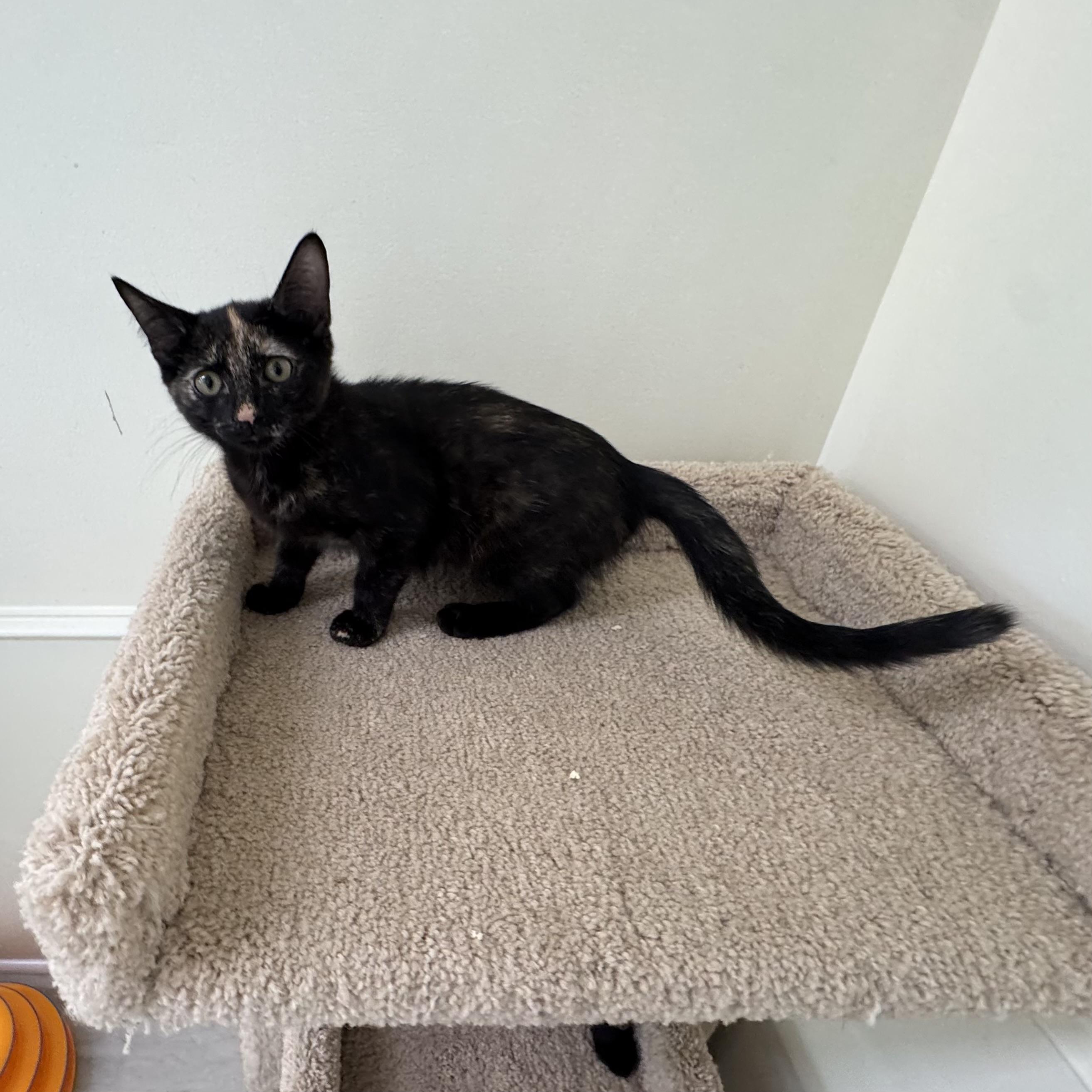 Enlarge Flossie, a ADOPTABLE Tortoiseshell in East Northport, NY image 4/5