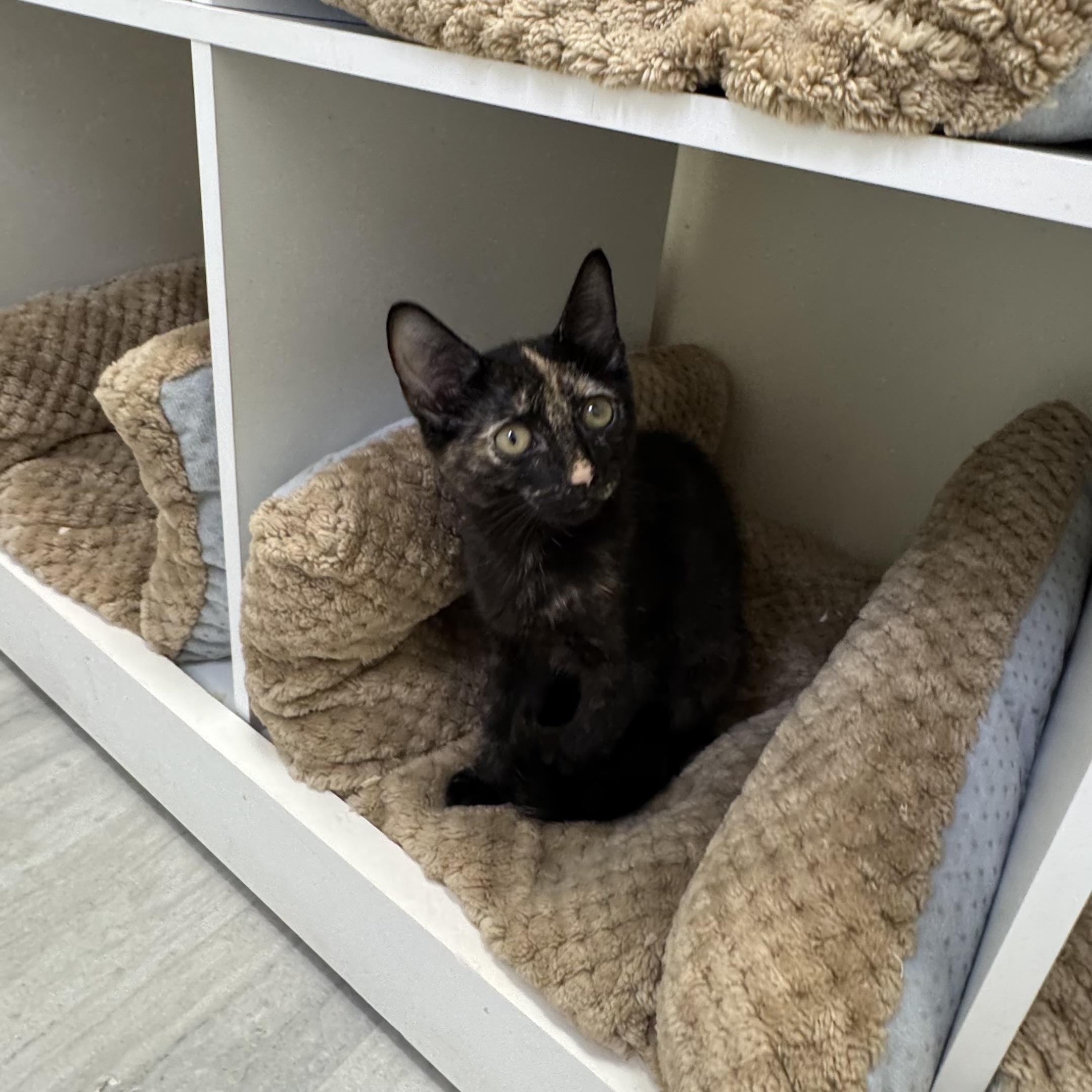 Enlarge Flossie, a ADOPTABLE Tortoiseshell in East Northport, NY image 3/5