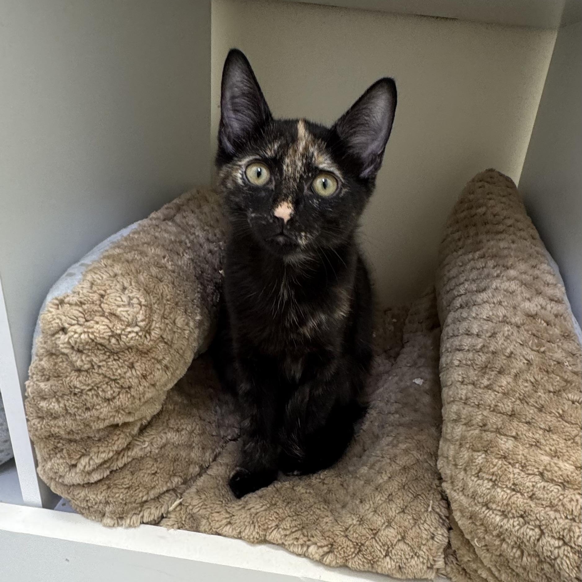 Flossie, ADOPTABLE, Kitten Female Tortoiseshell.