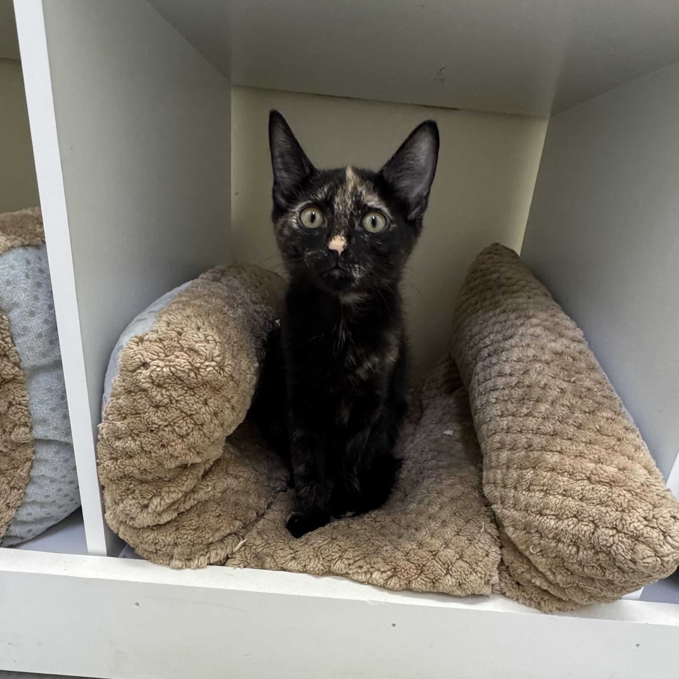 Enlarge Flossie, a ADOPTABLE Tortoiseshell in East Northport, NY image 5/5