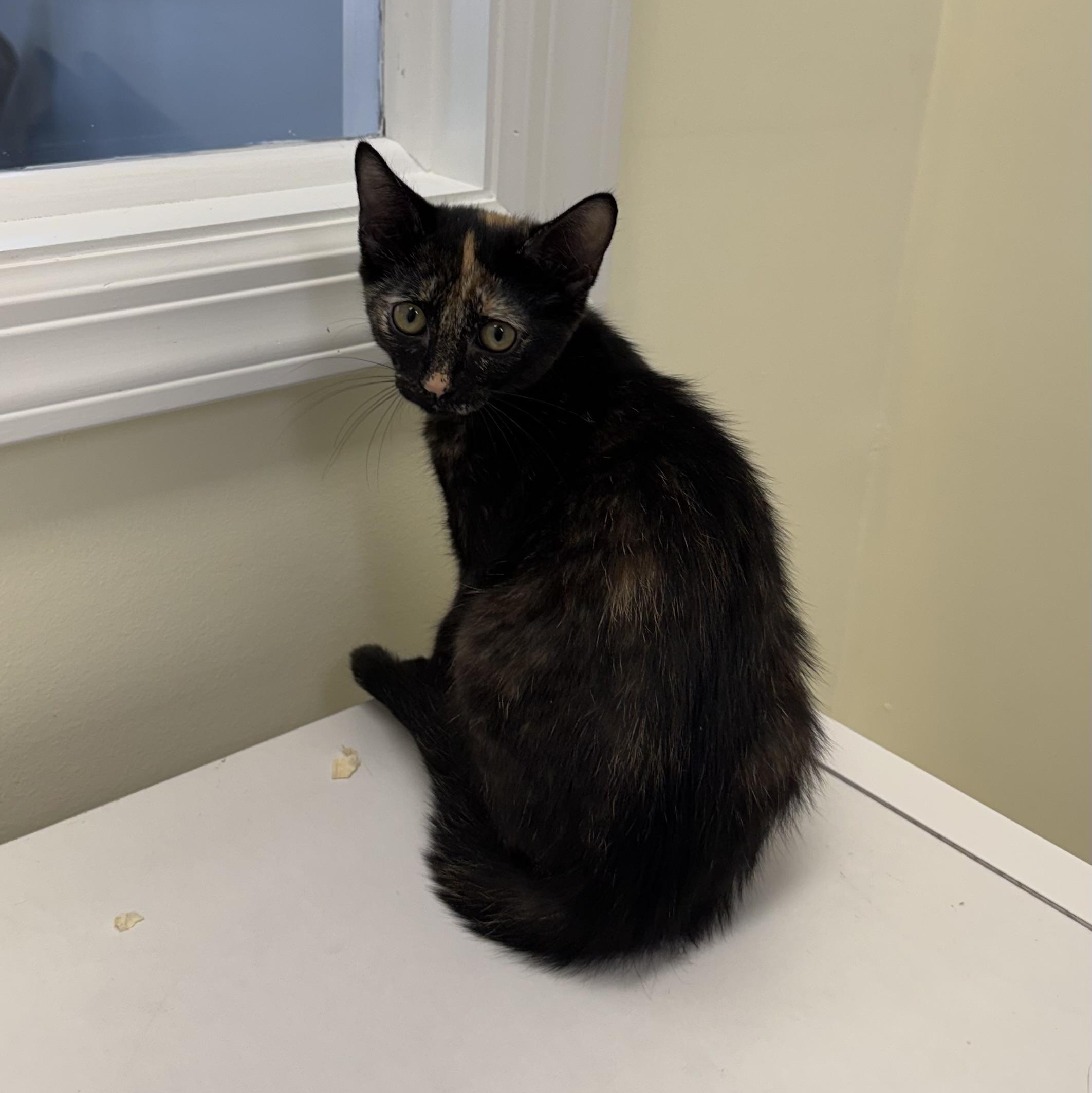 Enlarge Flossie, a ADOPTABLE Tortoiseshell in East Northport, NY image 2/5