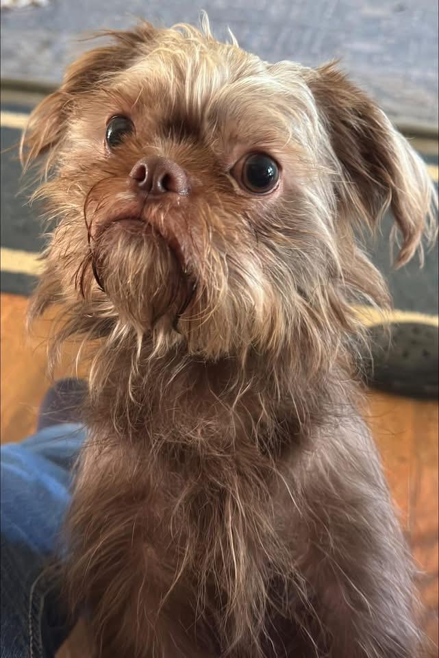 Dino, an adopted mixed breed in Woodlawn, TN image 3/4