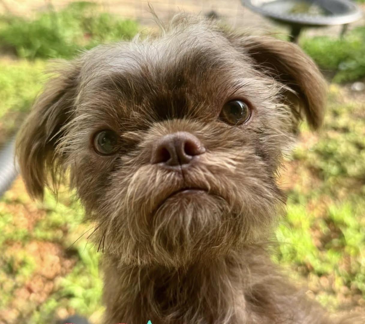 Dino, an adopted mixed breed in Woodlawn, TN image 1/4