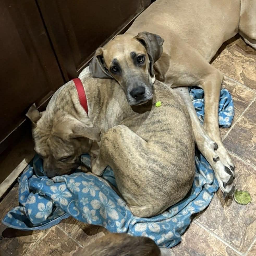 Enlarge Honey, a Adoptable mixed breed in Pittsburg, KS image 1/5