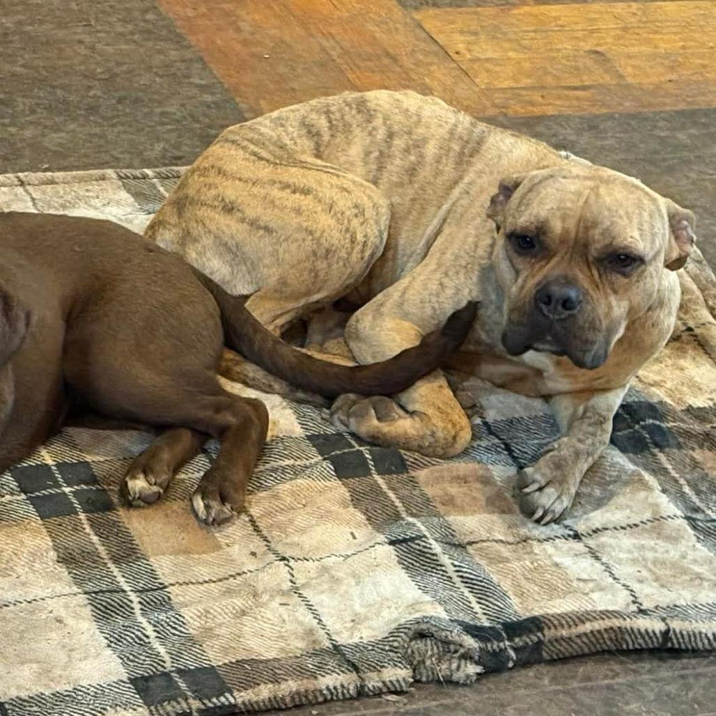 Enlarge Honey, a Adoptable mixed breed in Pittsburg, KS image 2/5