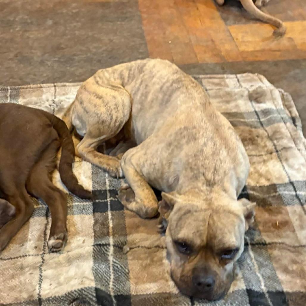 Enlarge Honey, a Adoptable mixed breed in Pittsburg, KS image 3/5