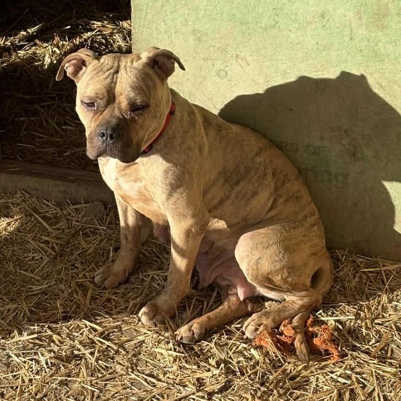 Enlarge Honey, a Adoptable mixed breed in Pittsburg, KS image 4/5