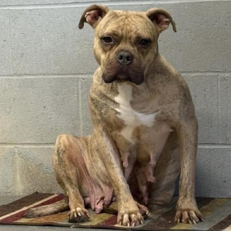 Enlarge Honey, a Adoptable mixed breed in Pittsburg, KS image 5/5