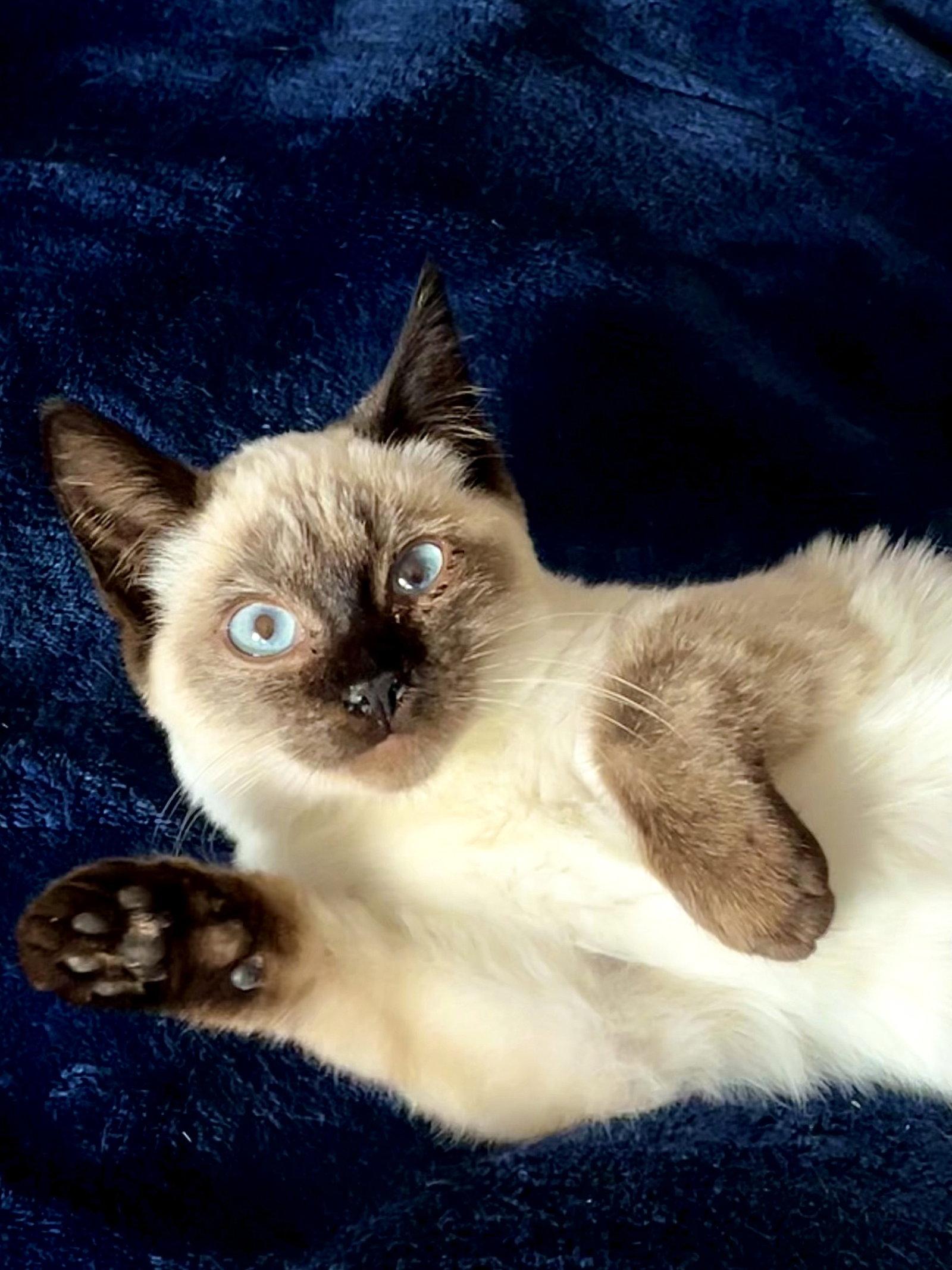 Enlarge Alika, a Adoptable mixed breed in Fremont, CA image 1/3