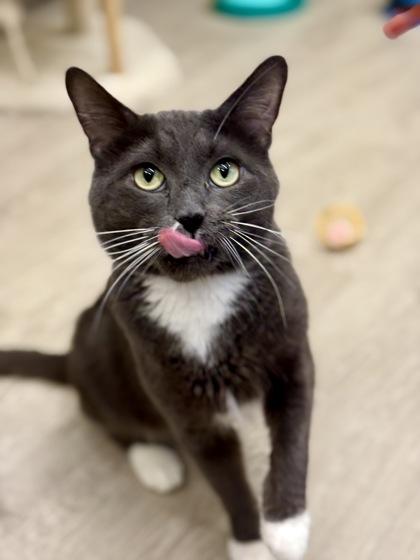 Enlarge Lee Marvin, an adopted Domestic Short Hair in Downers Grove, IL image 3/3