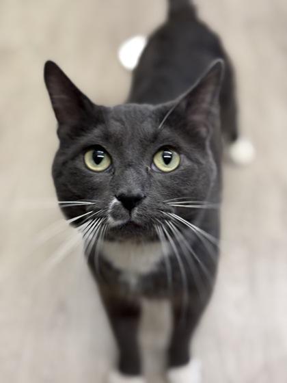 Enlarge Lee Marvin, an adopted Domestic Short Hair in Downers Grove, IL image 1/3