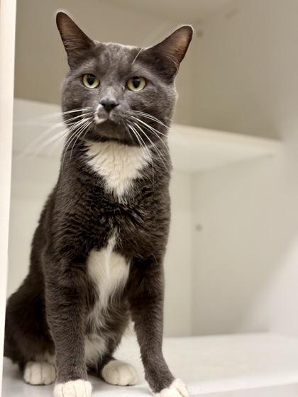 Enlarge Lee Marvin, an adopted Domestic Short Hair in Downers Grove, IL image 2/3