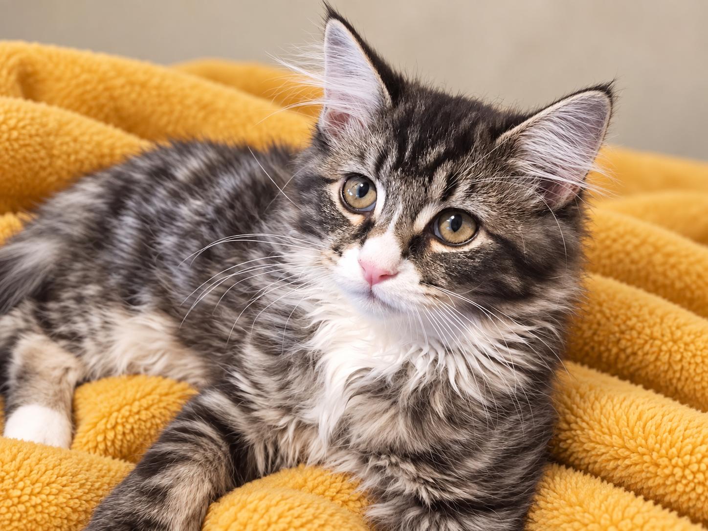 Beetle Bug, Adoptable, Young Male Domestic Long Hair & Tabby.