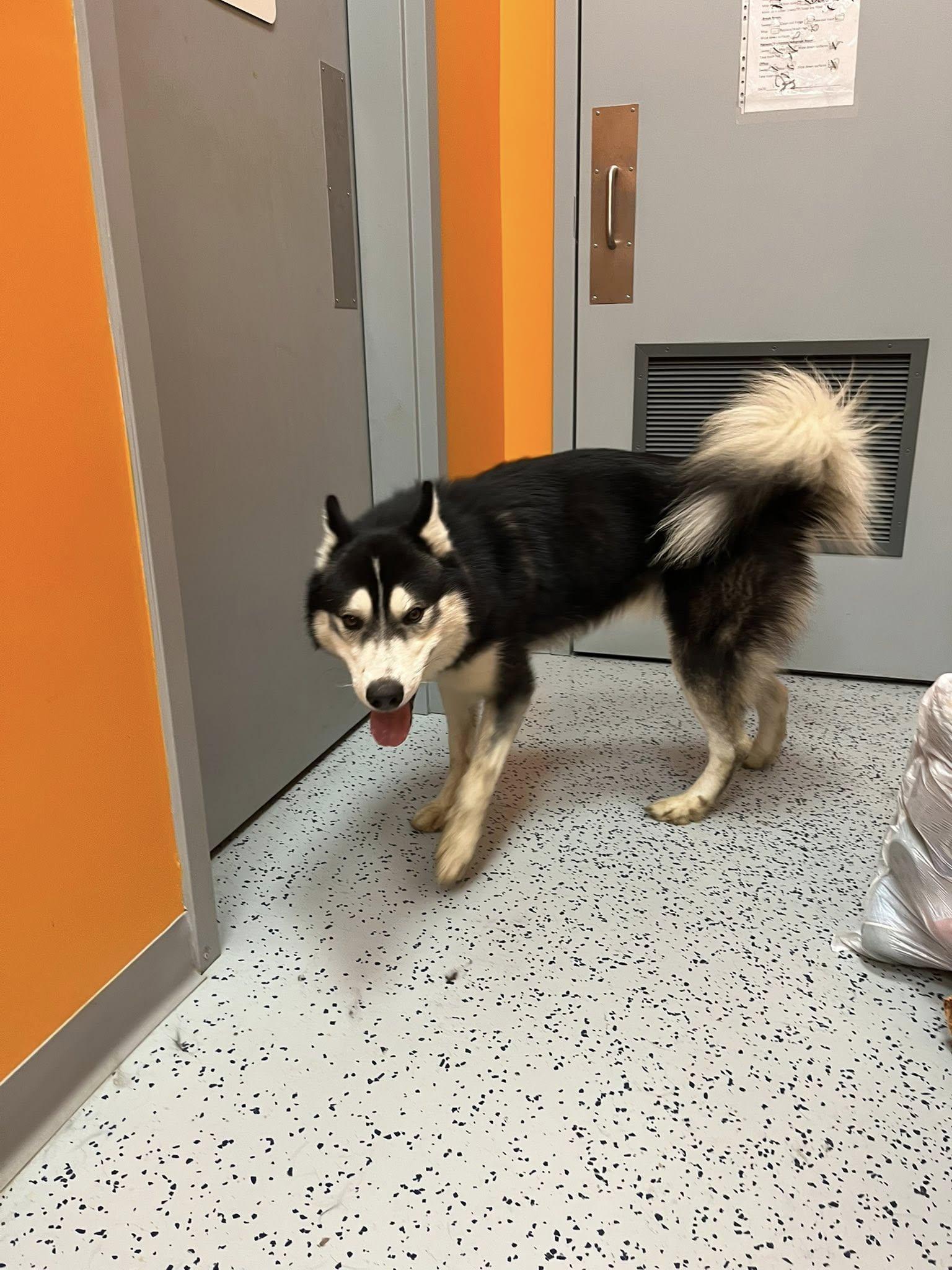 Daryl, an adopted Husky in Lincoln Park, MI image 1/6