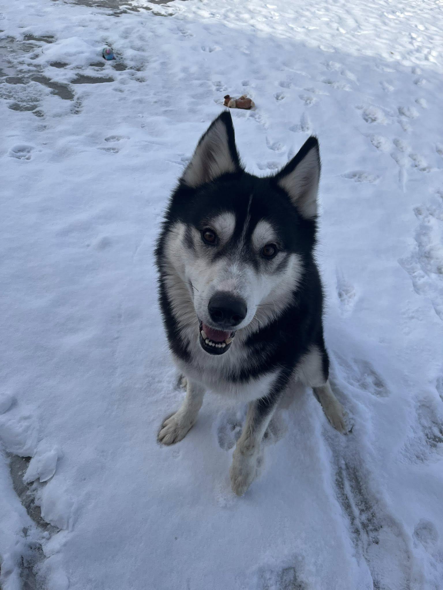 Daryl, an adopted Husky in Lincoln Park, MI image 4/6