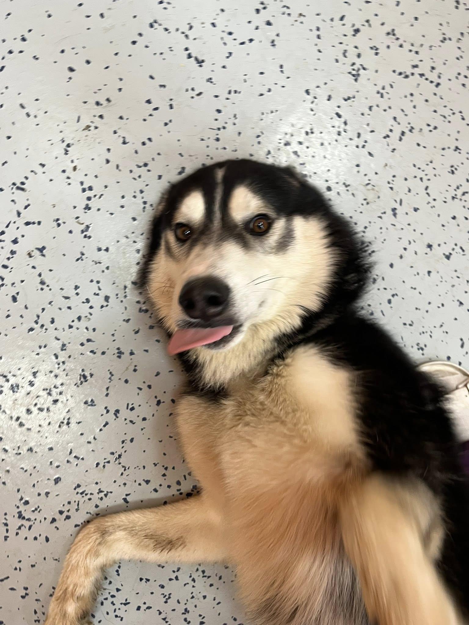 Daryl, an adopted Husky in Lincoln Park, MI image 5/6