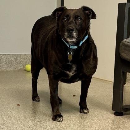 Enlarge Bella, a Adoptable Mixed Breed in Lansing, MI image 2/3