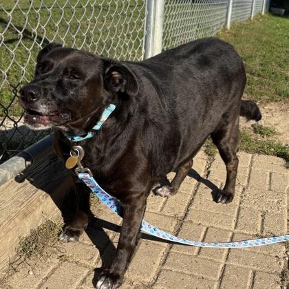 Bella, Adoptable, Senior Female Mixed Breed.