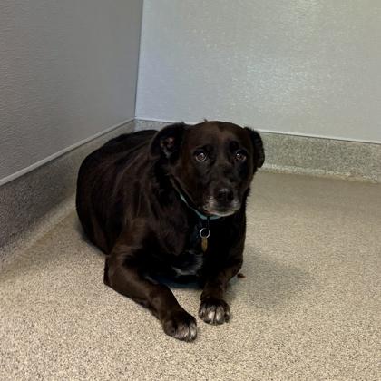Enlarge Bella, a Adoptable Mixed Breed in Lansing, MI image 3/3