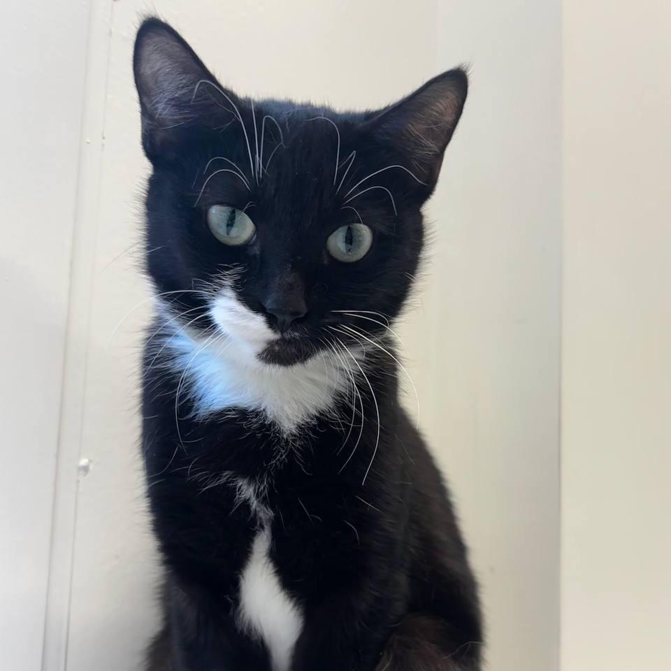 Caprice — thumbnail 2