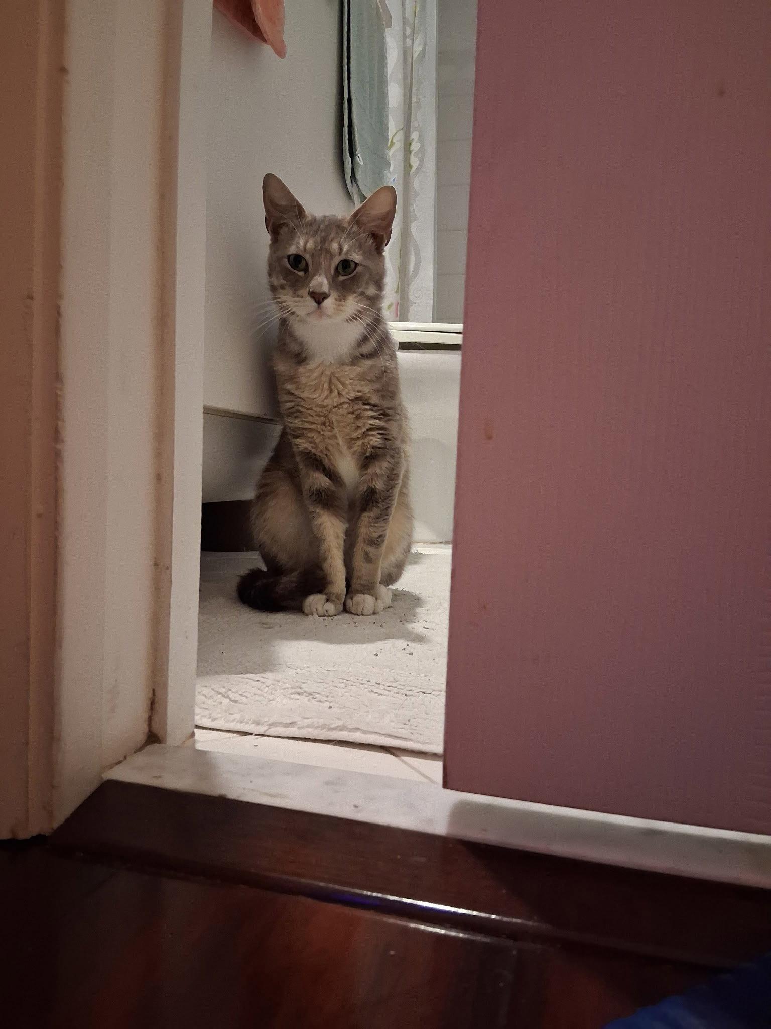 Charlie, Adoptable, Young Male Domestic Short Hair.