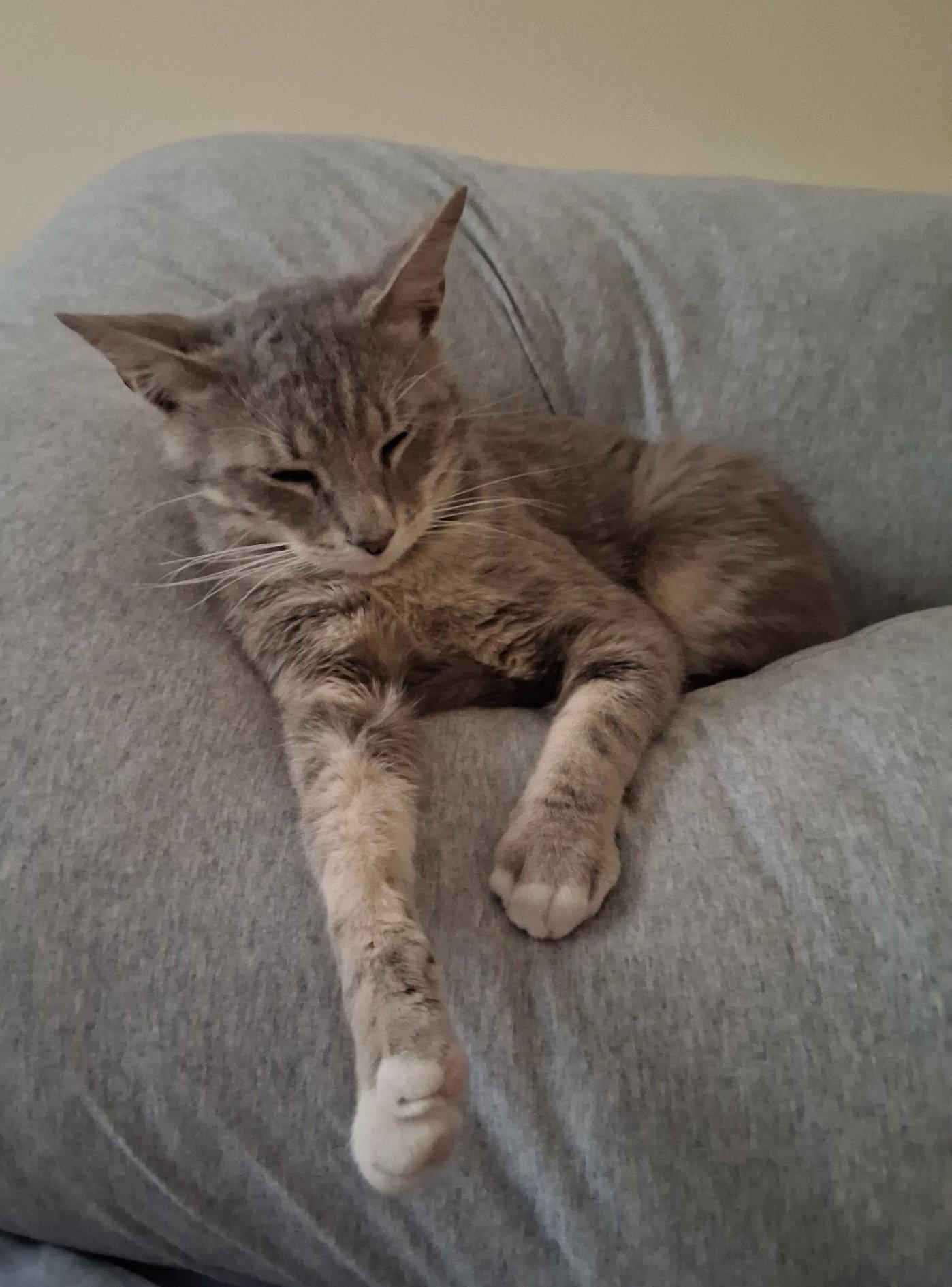 Charlie, a Adoptable Domestic Short Hair in West Palm Beach, FL image 2/3