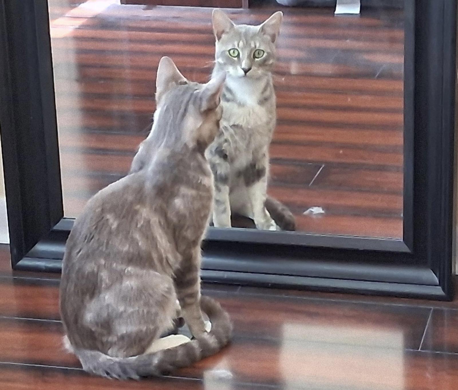 Charlie, a Adoptable Domestic Short Hair in West Palm Beach, FL image 3/3