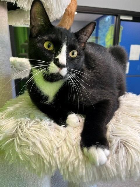 Enlarge Figaro, a Adopted mixed breed in Tyler, TX image 5/5