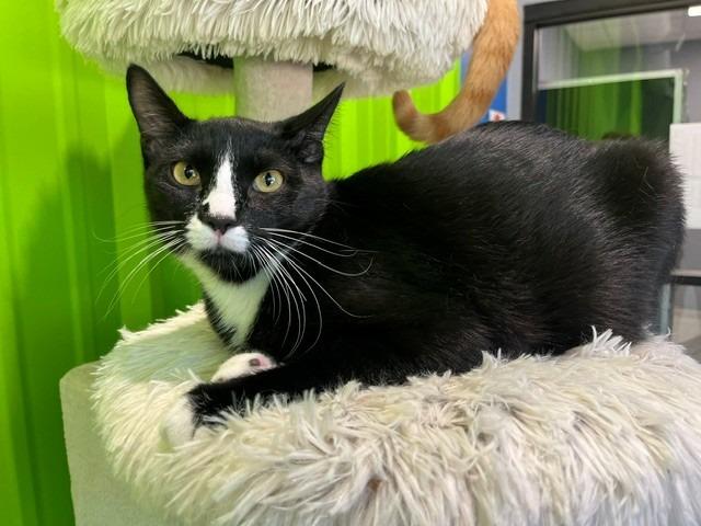 Enlarge Figaro, a Adopted mixed breed in Tyler, TX image 2/5