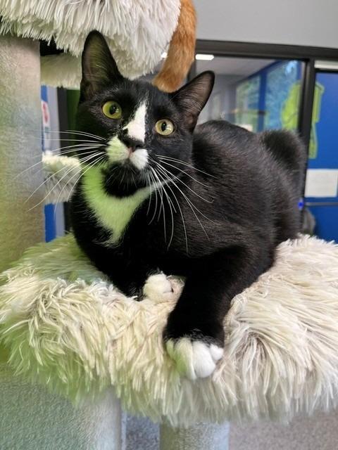 Enlarge Figaro, a Adopted mixed breed in Tyler, TX image 1/5
