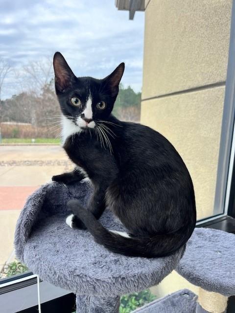 Figaro — thumbnail 2