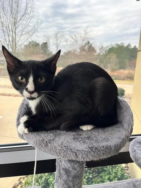 Figaro — thumbnail 3