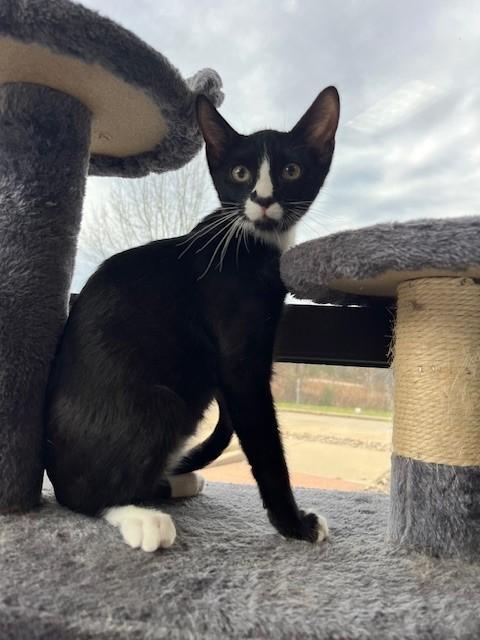 Figaro — thumbnail 4