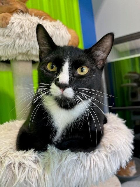 Enlarge Figaro, a Adopted mixed breed in Tyler, TX image 3/5